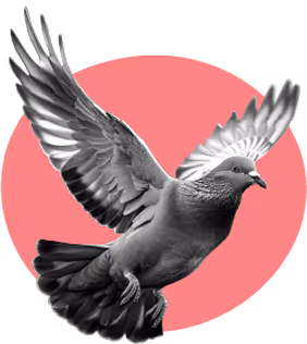 Black and white pigeon in mid-flight with wings spread against a pink abstract shape background.